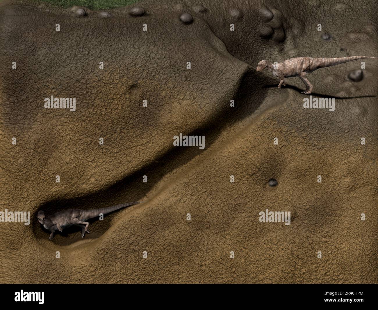 Une paire d'Oryctodromeus en terrow. Banque D'Images