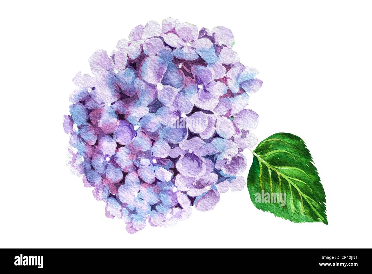 Illustration aquarelle de la branche d'hortensia. Bleu, rose, blanc hortensia délicat. Banque D'Images