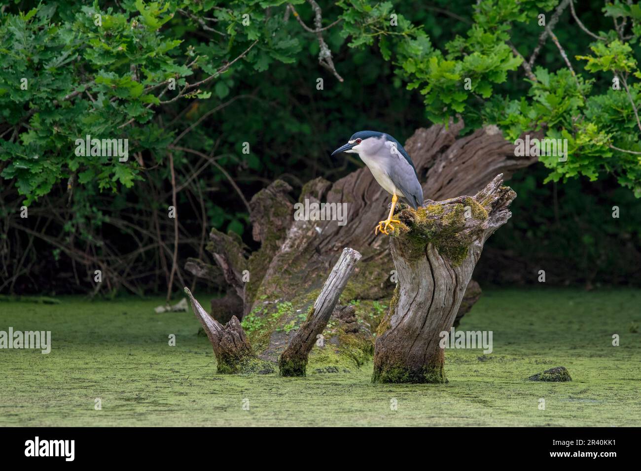 Héron de nuit à couronne noire / héron de nuit à capuchon noir (Nycticorax nycticorax) perché sur le tronc de l'arbre dans l'étang au printemps Banque D'Images
