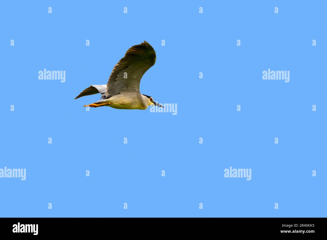 Héron de nuit à couronne noire / héron de nuit à capuchon noir (Nycticorax nycticorax) perché sur le tronc de l'arbre dans l'étang au printemps Banque D'Images