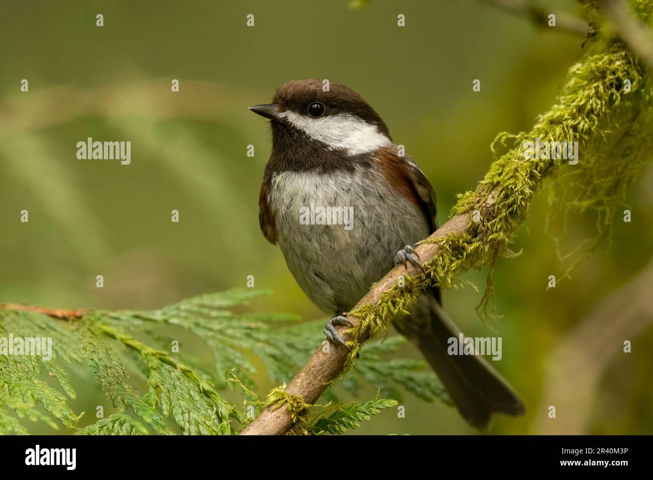 Gros plan sur une perche de chichadee à dos de châtaignier Banque D'Images