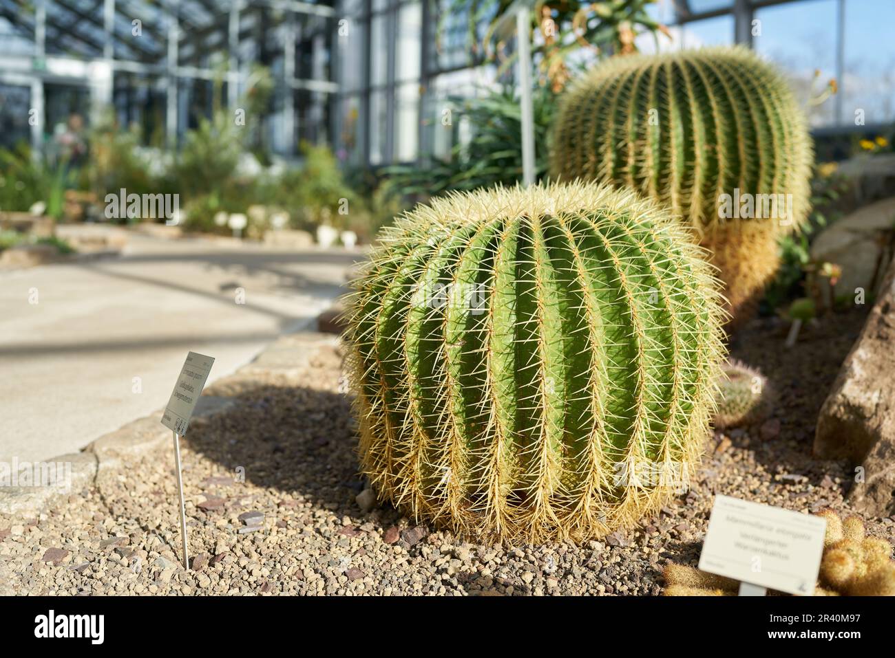 Echinocactus grusonii et autres cactus dans une collection de plantes en serre Banque D'Images