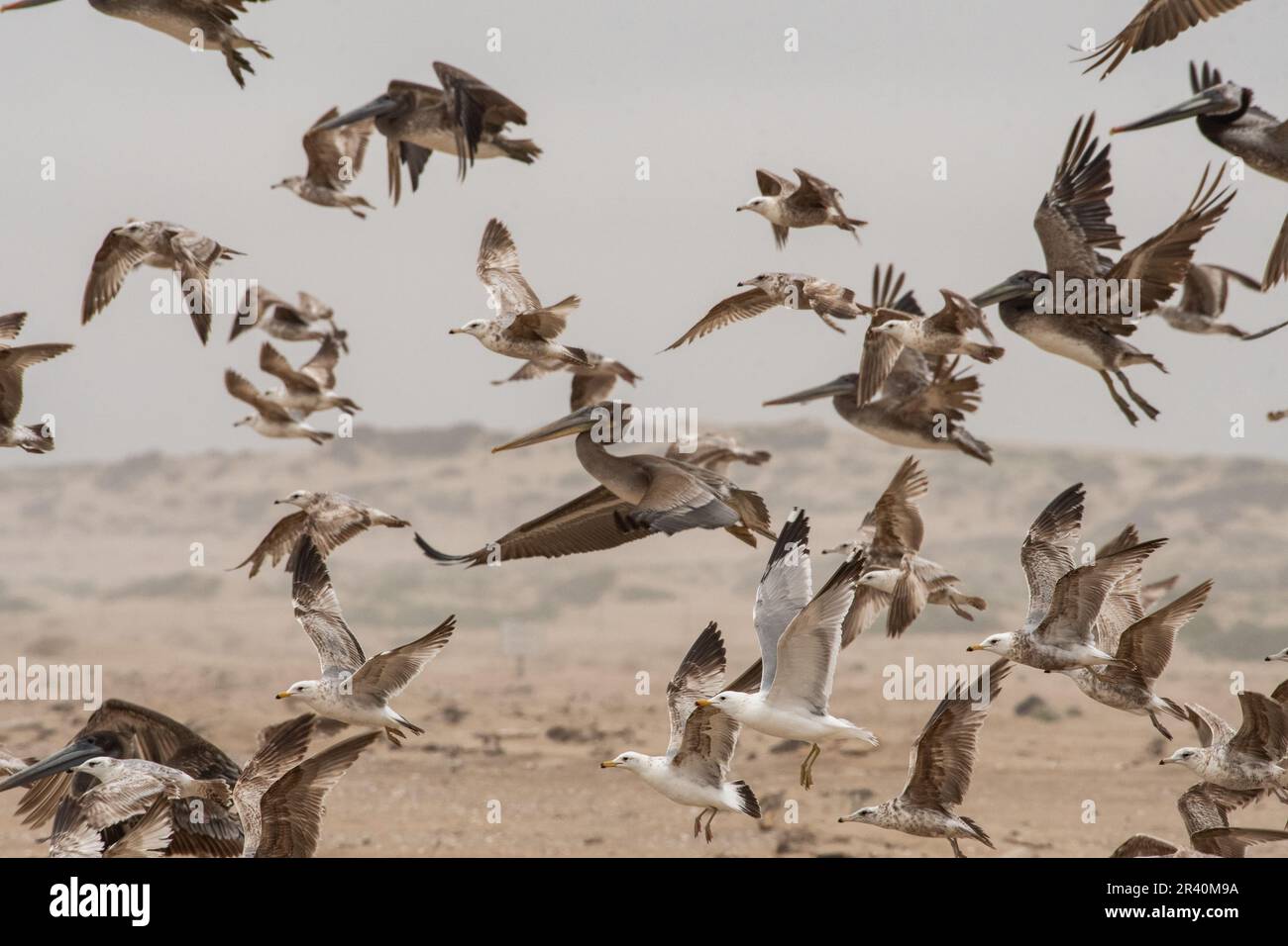 Grand troupeau de pélicans volant sur la plage Banque D'Images