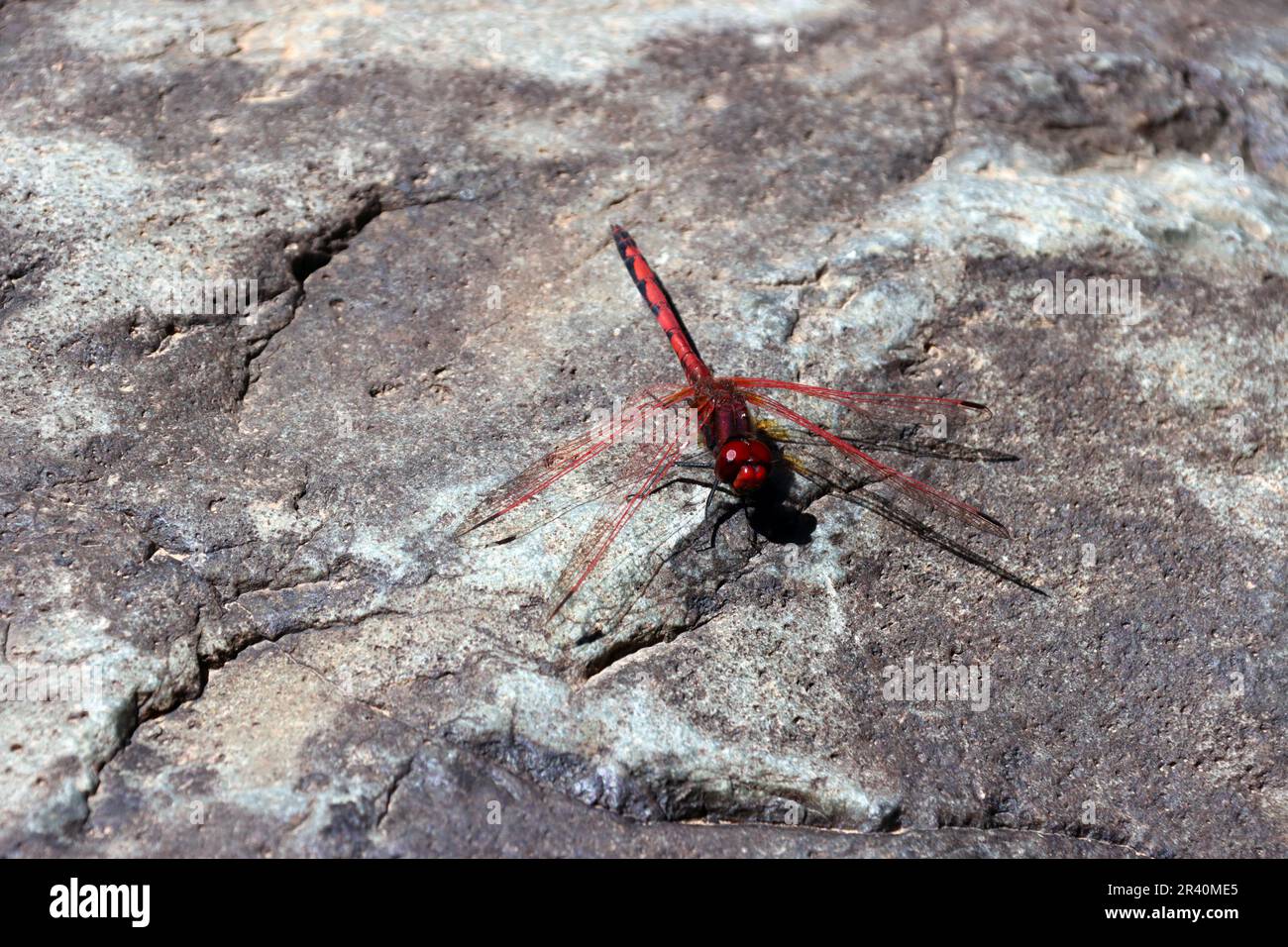 Pointeur solaire Rotader, pointeur solaire rouge (Trithemis artériosa) à Barranco del Torre Banque D'Images