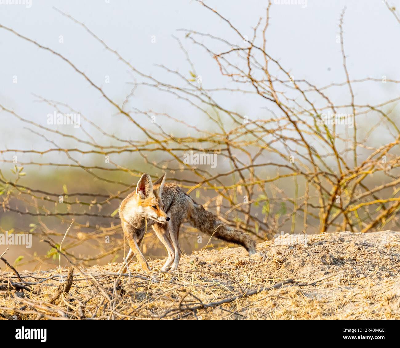 Un renard du désert en forêt Banque D'Images
