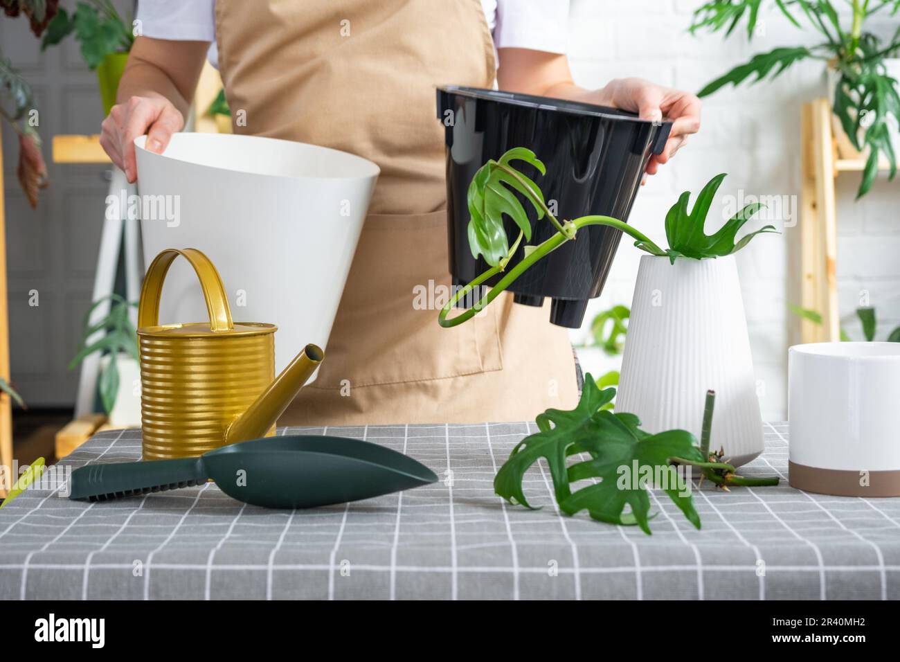 Femme dans un tablier tient un pot avec un double fond et l'arrosage automatique pour planter des boutures enracinées de la plante de la maison philodendron mayo. Plantation Banque D'Images