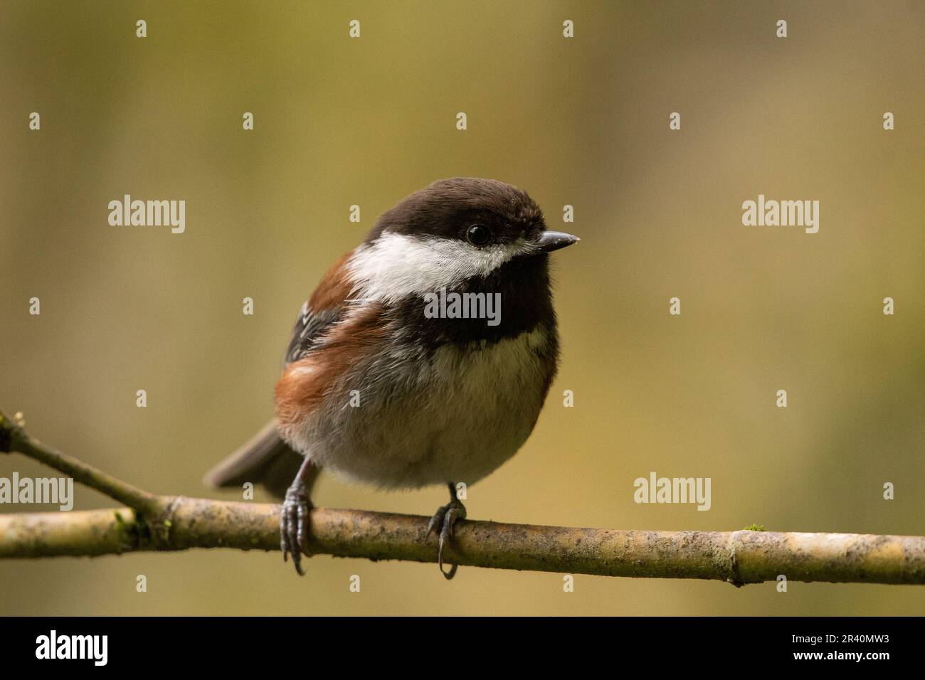 Gros plan sur une perche de chichadee à dos de châtaignier Banque D'Images