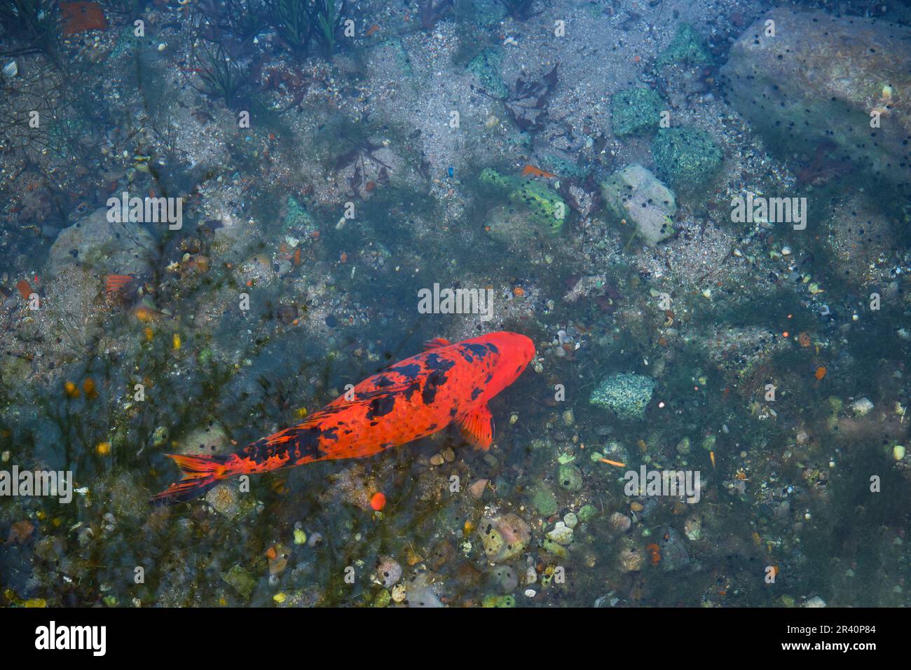 La grosse carpe rouge à pois naque dans un étang ombragé avec de l'eau claire, vue de dessus avec un espace de copie Banque D'Images