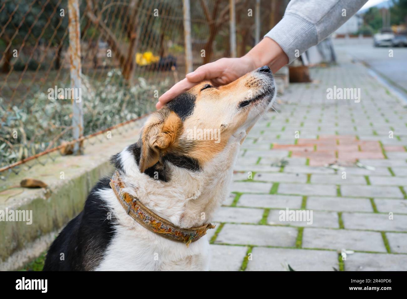 La main de la femme qui s'occupe d'un chien local heureux, un espace pour le texte, la rue et le soin des animaux de compagnie Banque D'Images