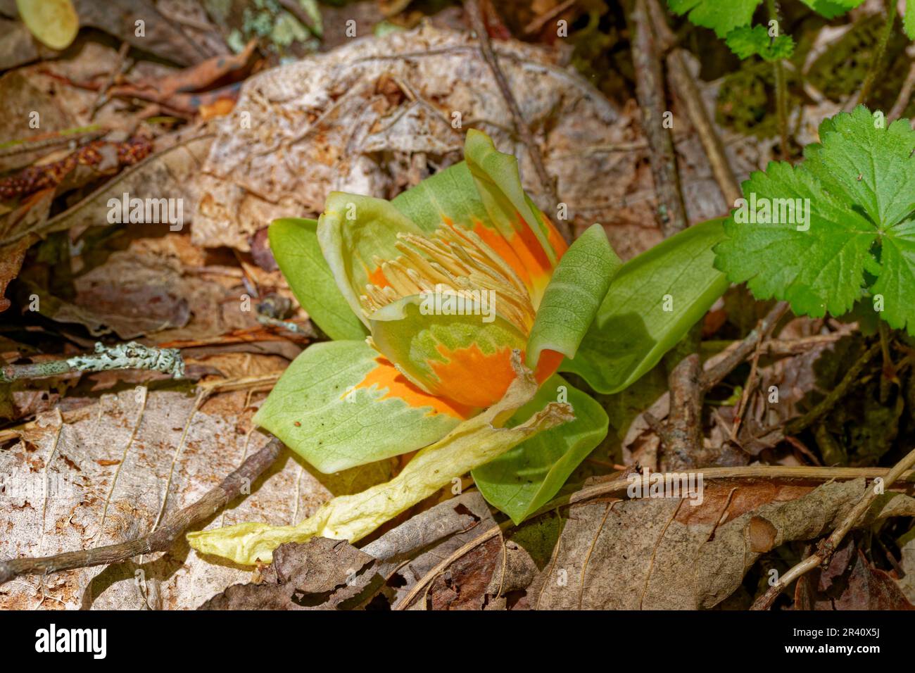 Une fleur de tulipe encore intacte se posant sur le sol de la forêt entourée de feuilles et de brindilles avec la lumière du soleil mettant en évidence le centre à la fin du printemps Banque D'Images