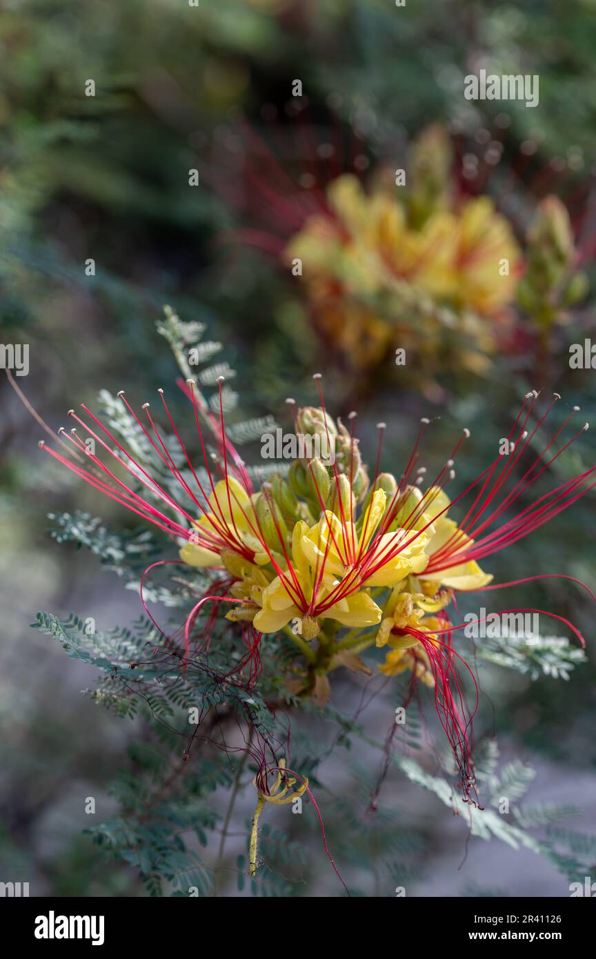 'Oiseau de paradis' (Caesalpinia Gilliesii): Buisson ornementale exotique de fleurs jaunes avec de longues étamines rouges Banque D'Images