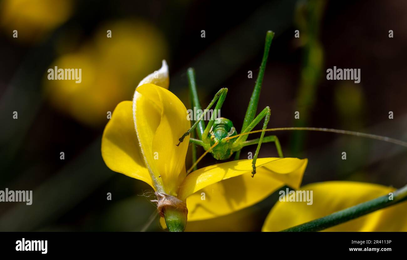 Détail d'un sauterelle à longue antenne du genre Odontura sur des fleurs jaunes dans un parc naturel en Andalousie (Espagne) Banque D'Images