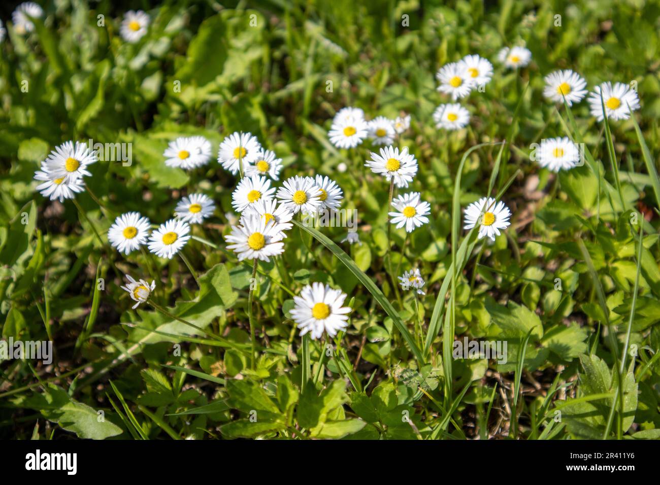 Daisy de la pelouse Banque D'Images