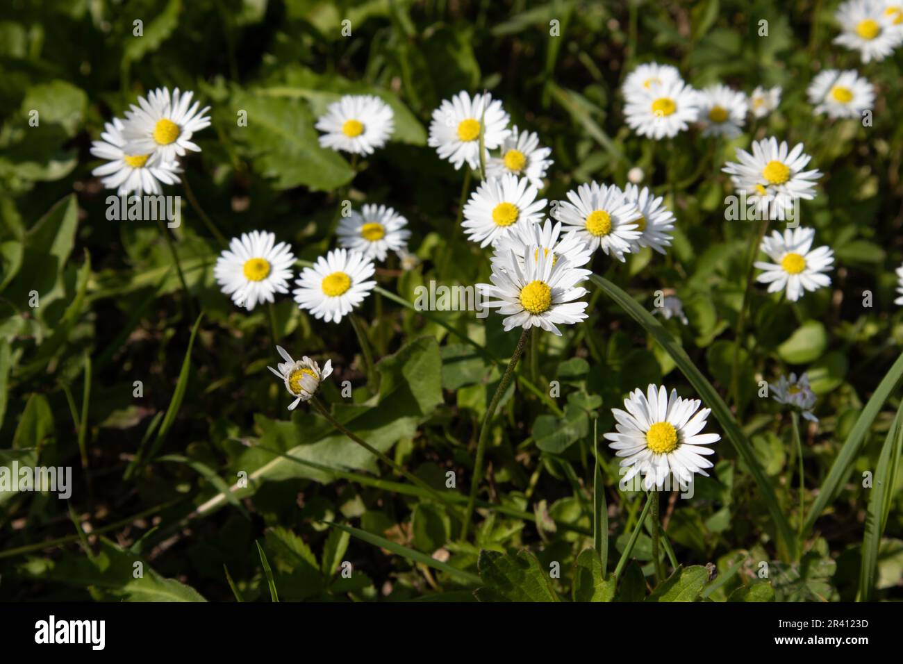 Daisy de la pelouse Banque D'Images