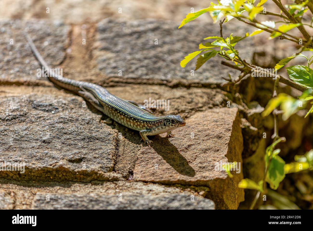 Lézard à poutres (Zonosaurus ornatus), Ambalavao, Madagascar faune Banque D'Images