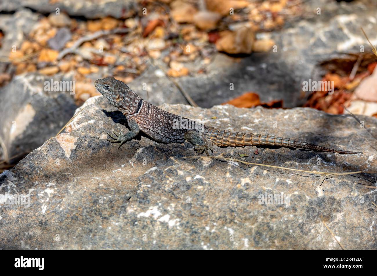 Merrem's Madagascar SWIFT, Oplurus cyclurus, Parc national de Tsimanampetsotsa. Madagascar faune Banque D'Images