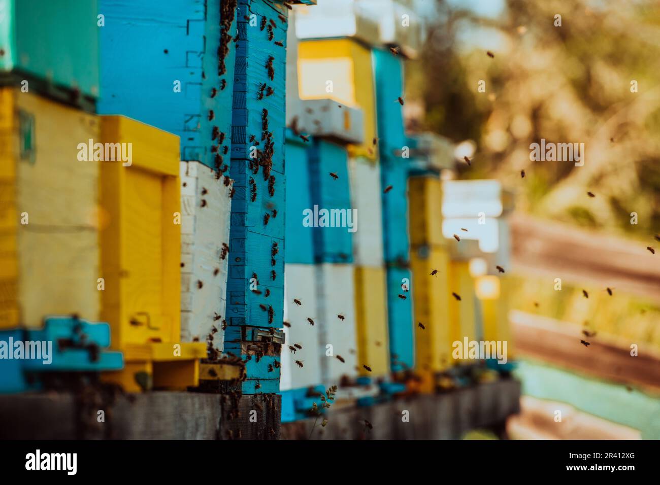 Photo en gros plan des abeilles planant autour de la ruche transportant du pollen Banque D'Images