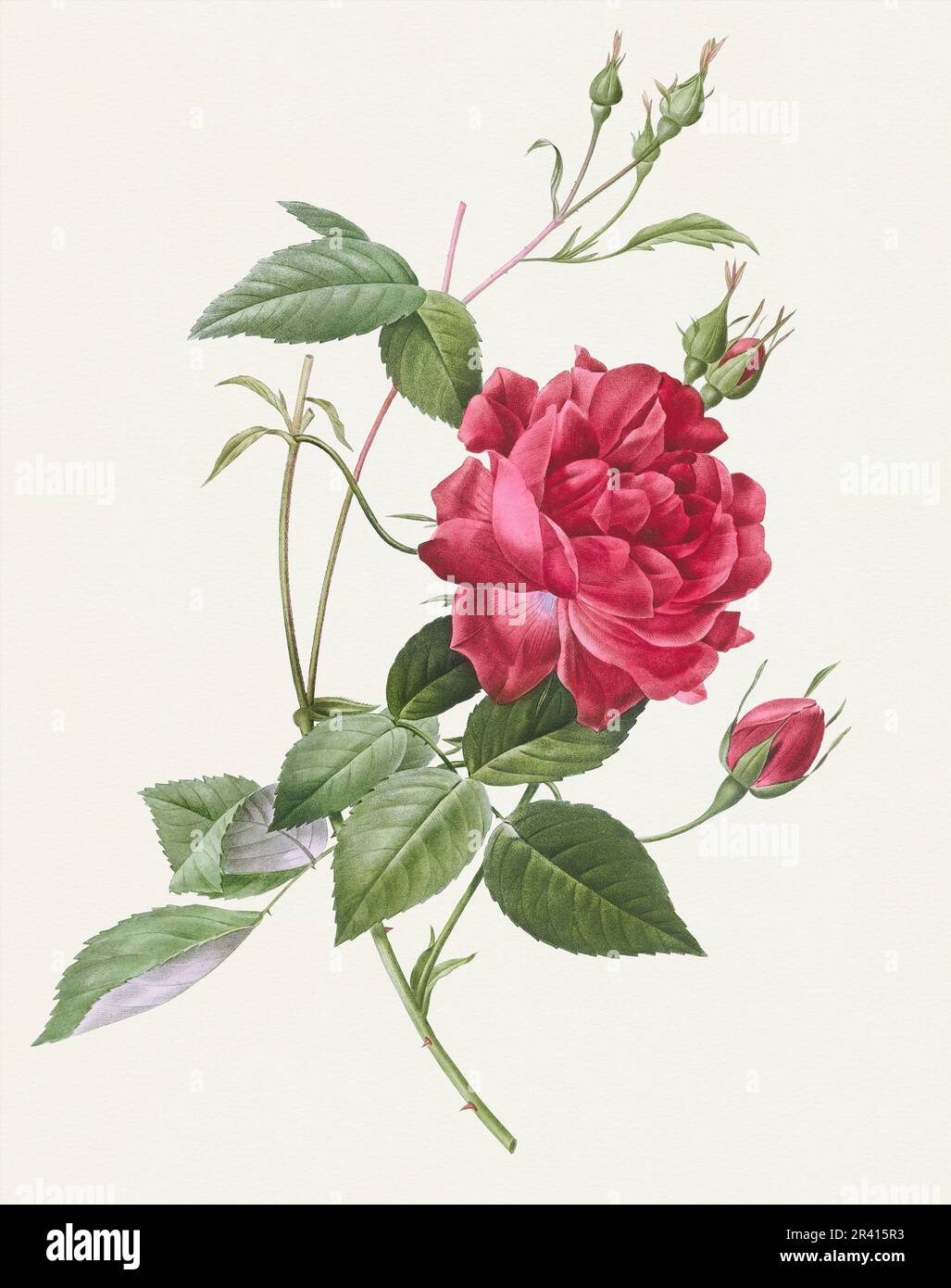 Illustration de la rose antique. Fleurs roses botaniques Rose Bengale rouge sang Banque D'Images