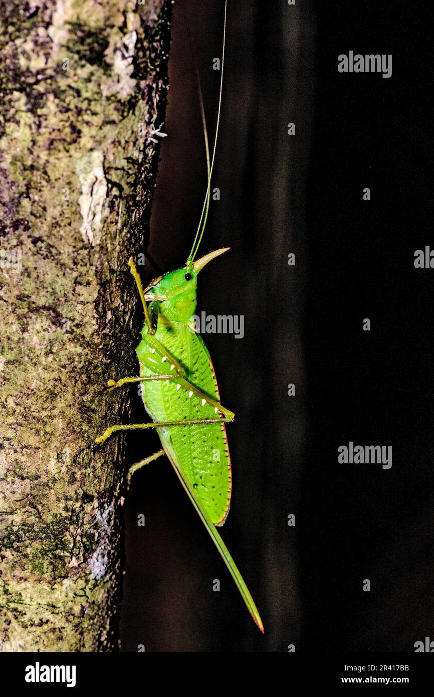 Le rhinocéros katydid (Copiphora rhinoceros) de la forêt tropicale de Las Arrieras, Sarapiqui, Costa Rica. Banque D'Images