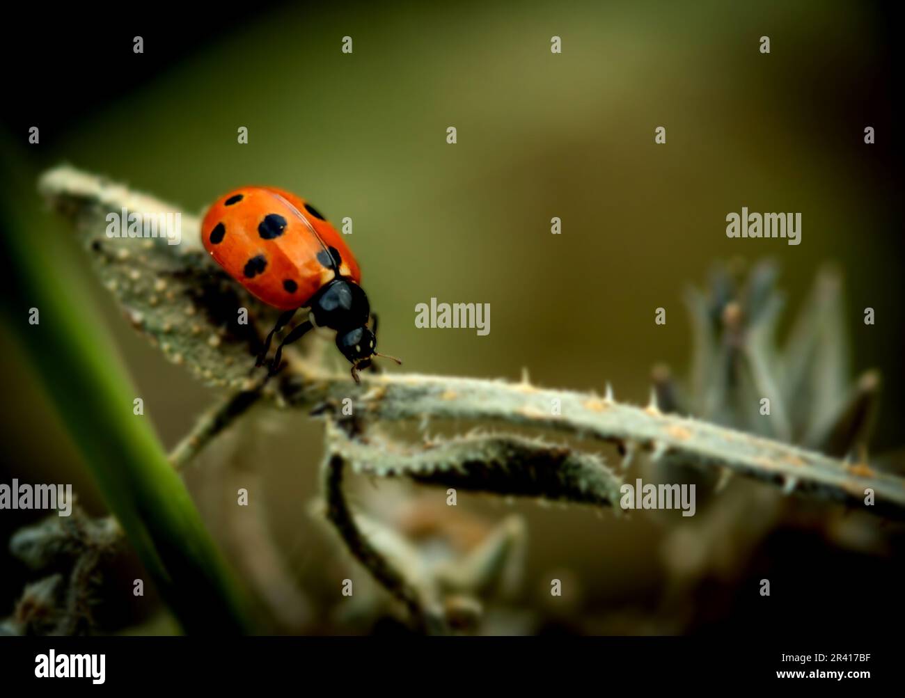 coccinelle sur la lame d'herbe dans le jardin. macro Banque D'Images