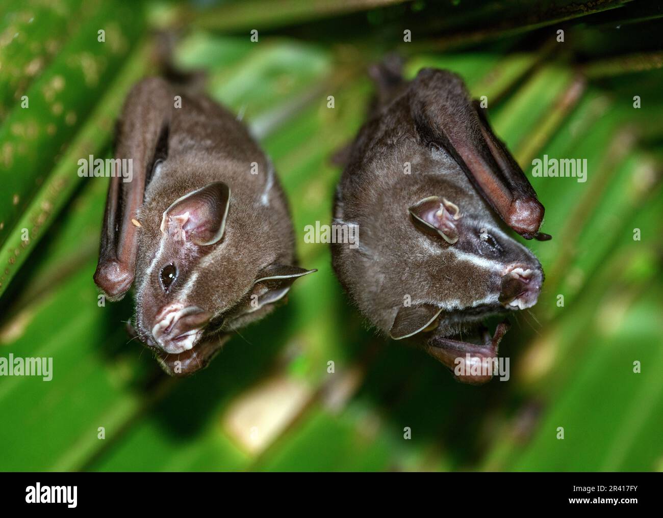 Chauves-souris pygmées (Dermanura phaeotis) reposant sous une feuille de palmier. Photo de Golfito, péninsule d'Osa, Costa Rica. Banque D'Images