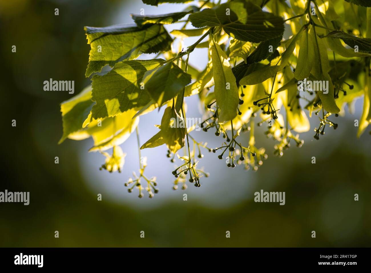 Une branche de tilleul. Feuilles vertes d'un tilleul. Tilia americana. Texture, fond de nature. Motif botanique. tisane, aromathérapie me naturel Banque D'Images