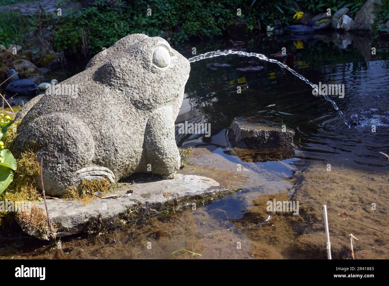 L'eau craque la grenouille de la pierre à l'étang du jardin Banque D'Images