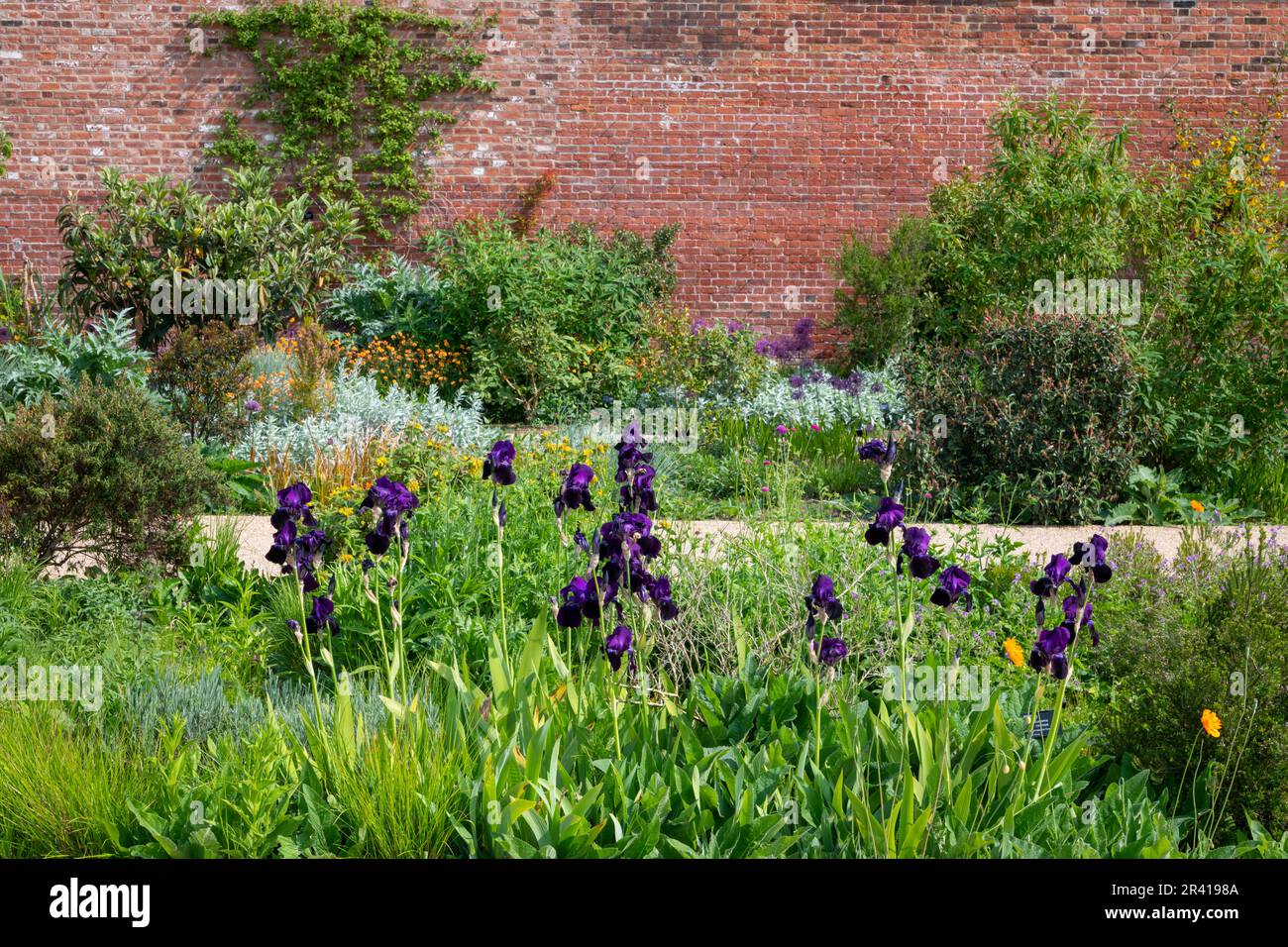 Iris à barbe violet profond dans le Paradise Garden à RHS Bridgewater, Grand Manchester, Angleterre Banque D'Images