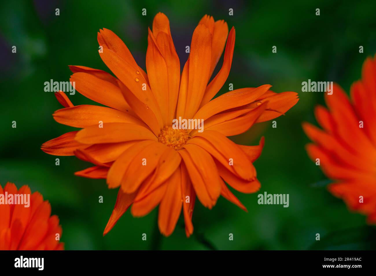 Fleurs de calendula orange vif (Calendula officinalis, marigold en pot, ruddeves). Fond floral naturel Blooming belle plante médicinale à base de plantes Banque D'Images