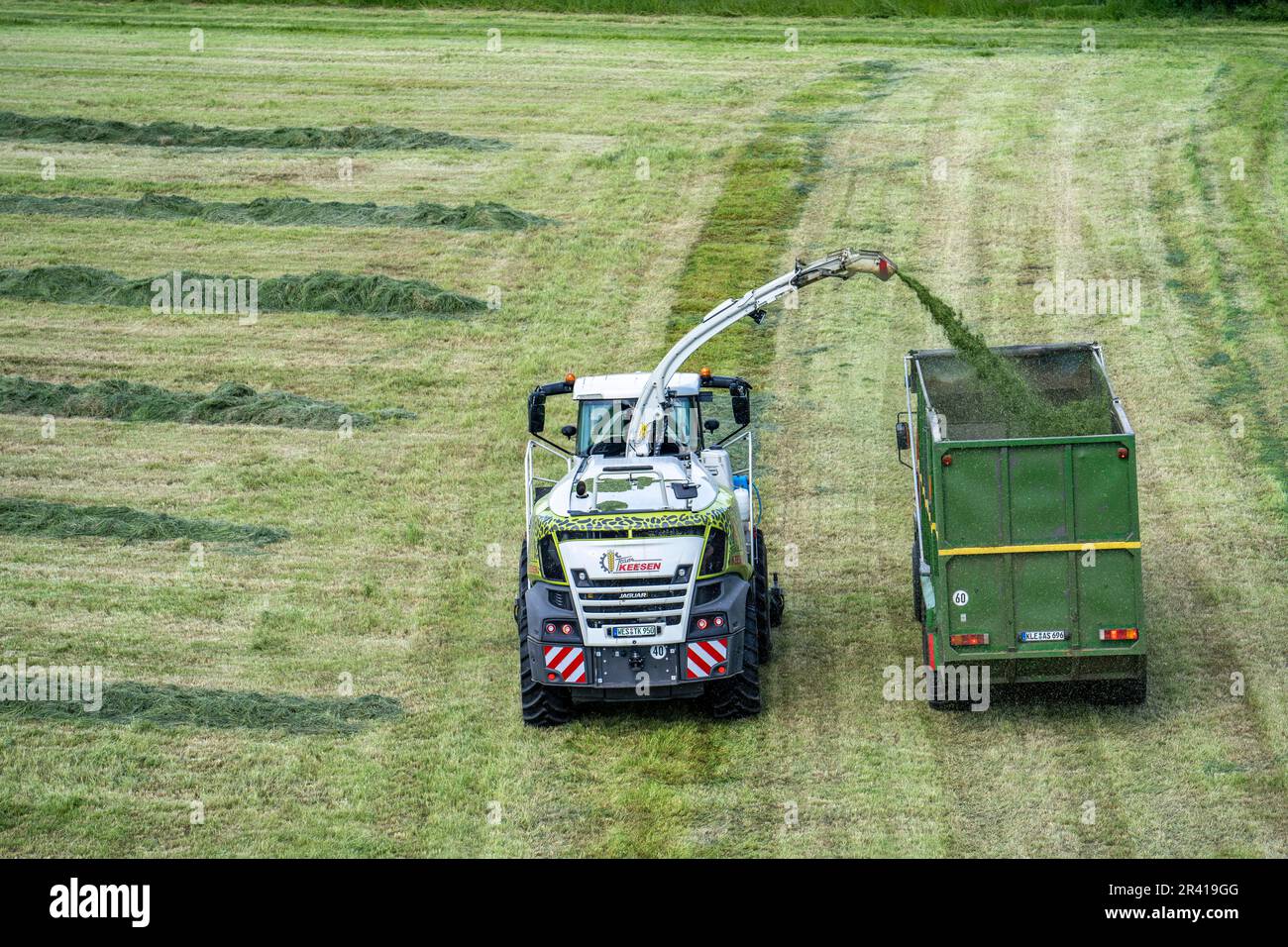 Récolte de foin, sur un pré du Rhin près de Duisburg-Beeckerwerth, une récolteuse-hacheuse ramasse l'herbe coupée, qui a été empilée en bandes, après la coupe Banque D'Images