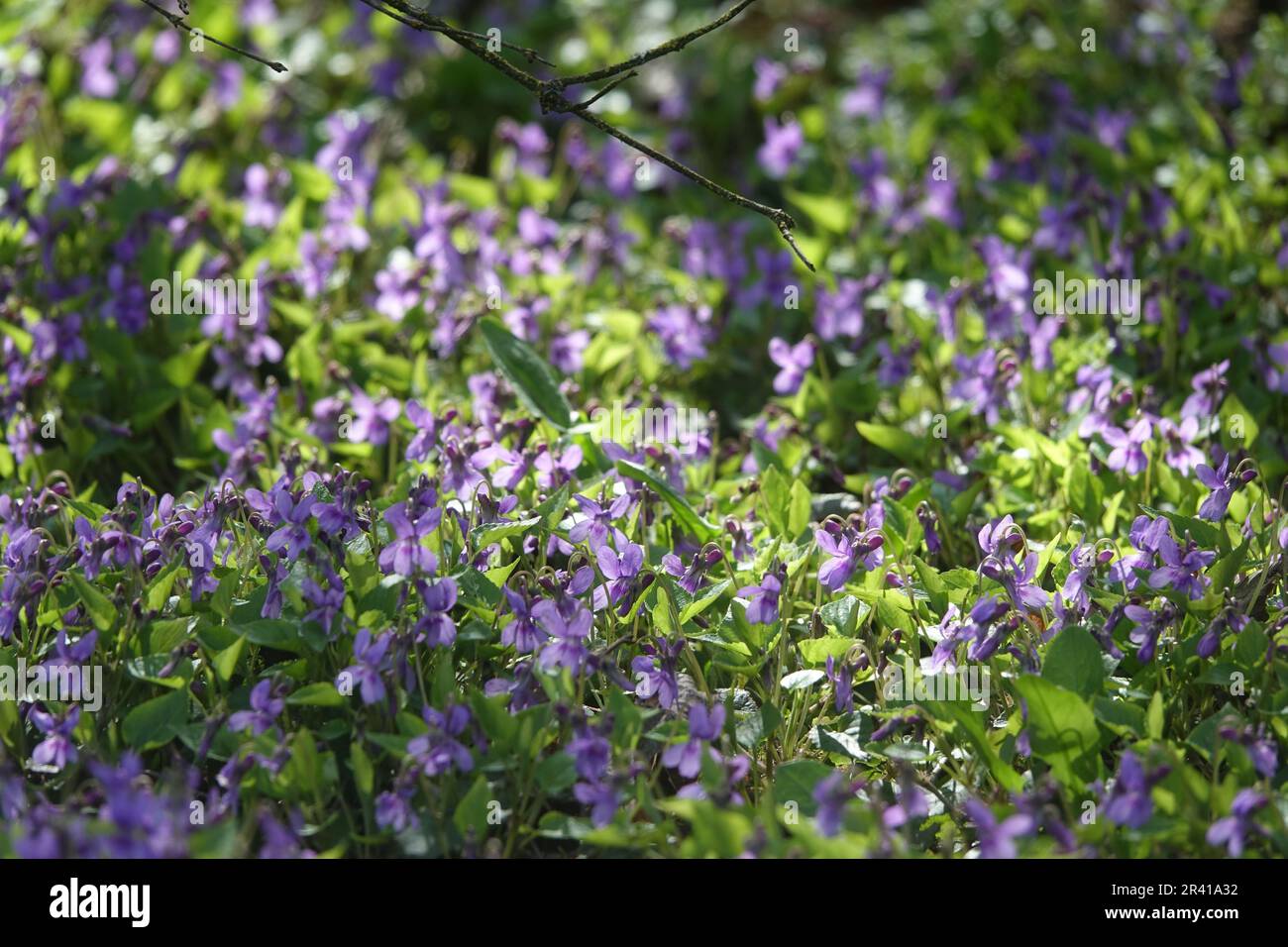 Viola odorata violette odorante, Banque D'Images
