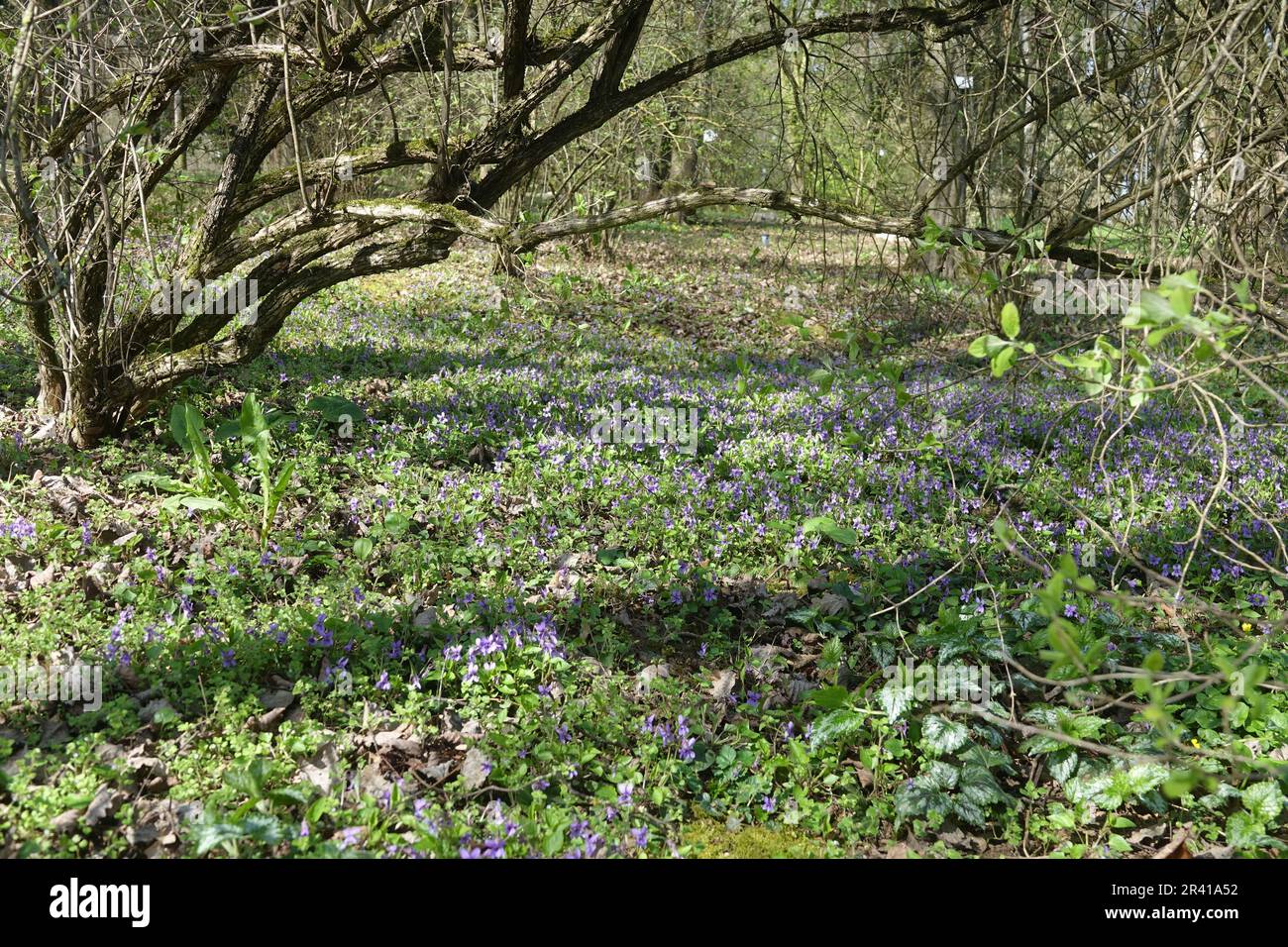 Viola odorata violette odorante, Banque D'Images