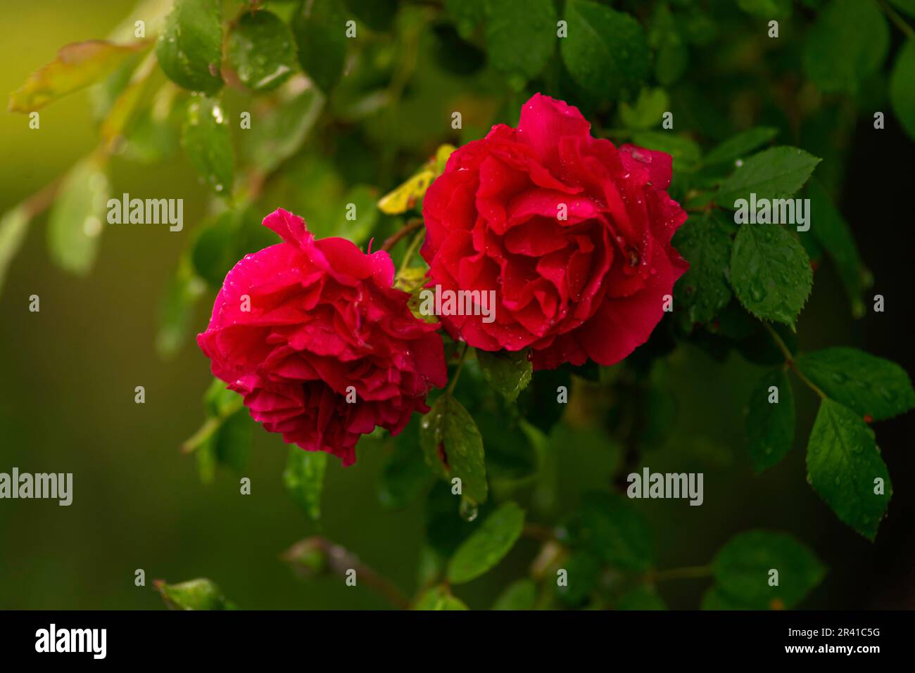 Rose buisson avec fleurs roses rouges coucher de soleil florissant floribunda rose dans le jardin. Jardin concept magnifique fond. Gros plan. Black Forest Rose (Korschwill) Banque D'Images