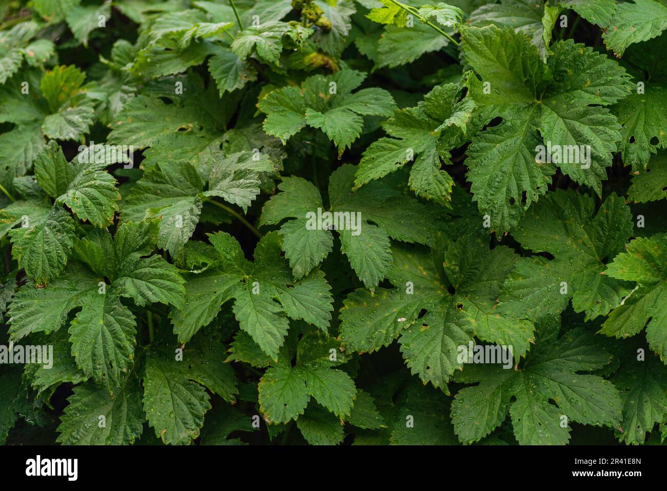 Le houblon vert frais laisse un arrière-plan à motifs, un arrière-plan naturel et un papier peint. Un mur de saut sauvage laisse le fond. Fond de bière Banque D'Images