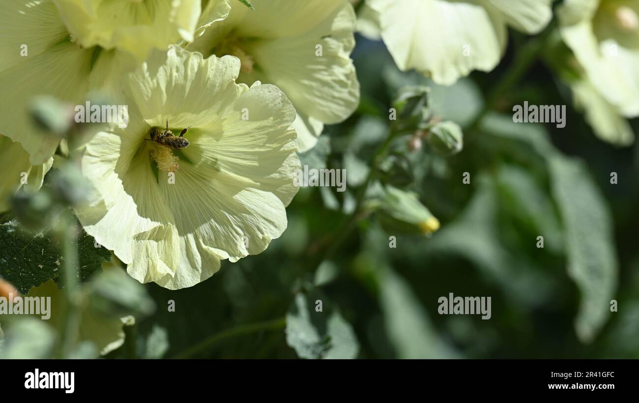 Abeille sur Holly Hock Banque D'Images