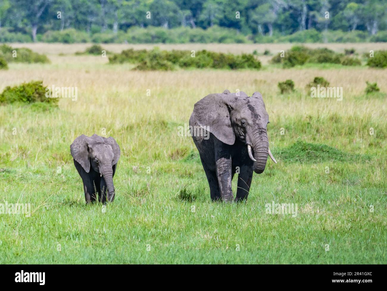 Mère et bébé éléphants africains (Loxodonta africana) en quête d'herbe verte. Kenya, Afrique. Banque D'Images