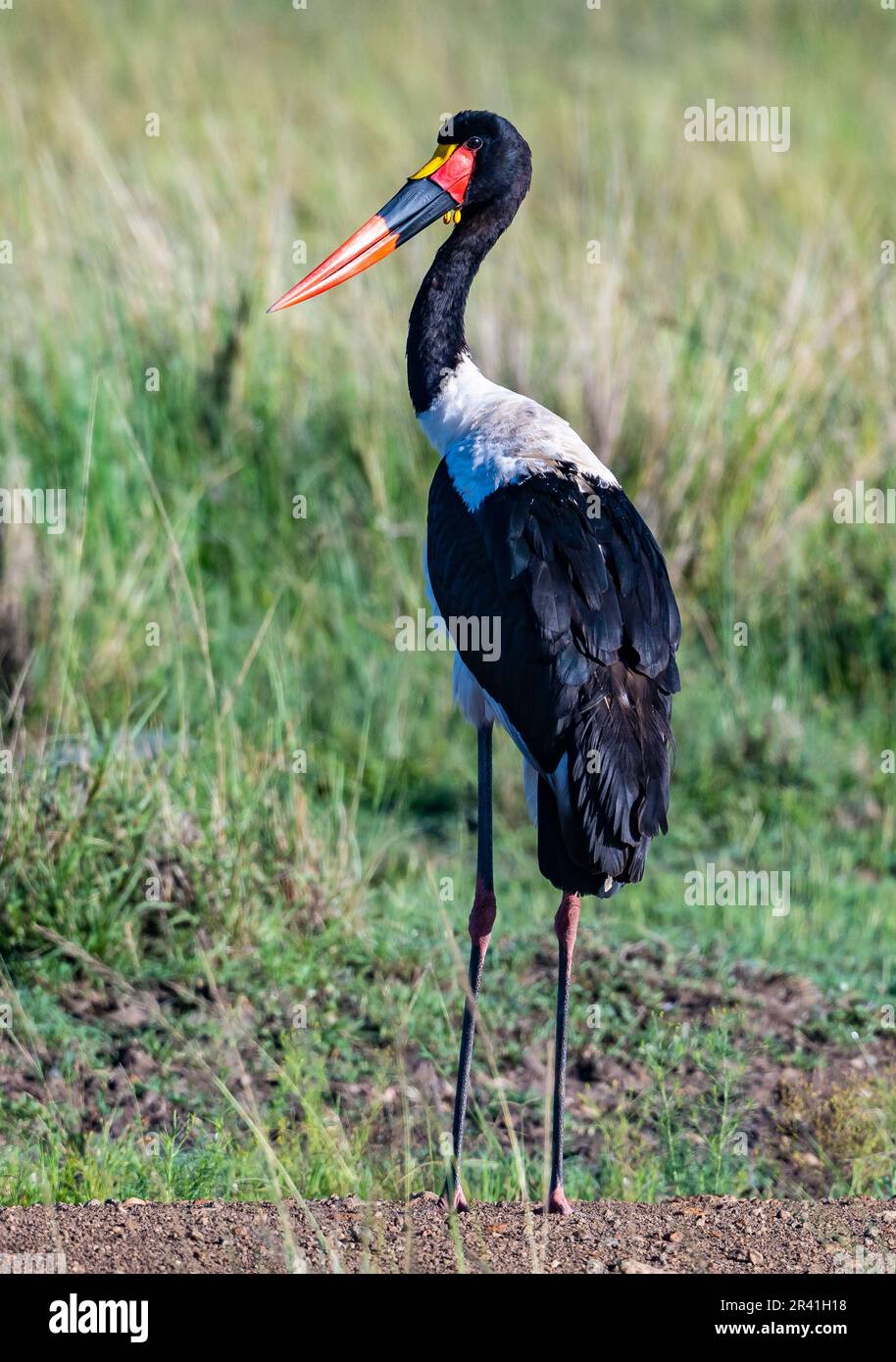 Un porc à bec de cheval (Ephippiorhynchus senegalensis) debout sur un champ de graminées. Kenya, Afrique. Banque D'Images