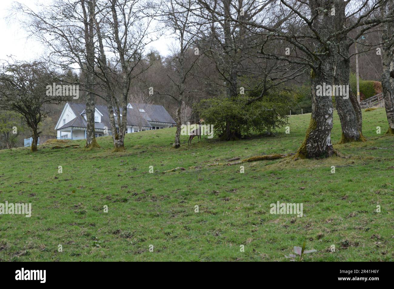 Crieff campagne, Perthshire, avec des cerfs Banque D'Images