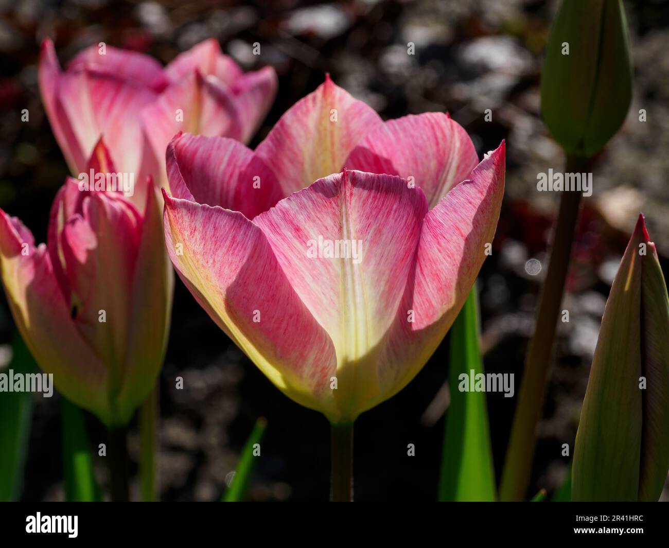 Saignant des tulipes dans le jardin Banque D'Images