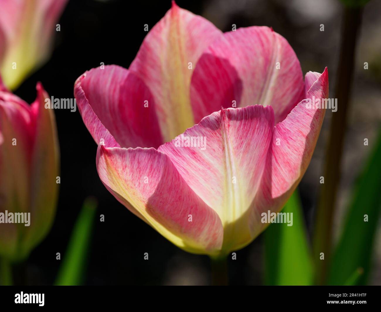 Saignant des tulipes dans le jardin Banque D'Images