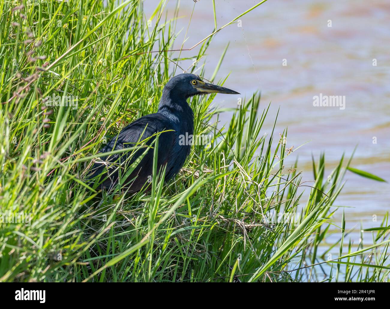 Un héron à ventre roux (Ardeola rufiventris) fourrageant par une rive de rivière. Kenya, Afrique. Banque D'Images