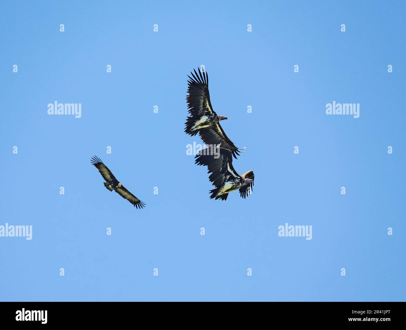 Deux vautours à face de Lappet (Torgos tracheliotos) et une Vautour à capuchon (Necrosyrtes monachus) en voie de disparition dans un ciel bleu. Kenya, Afrique. Banque D'Images
