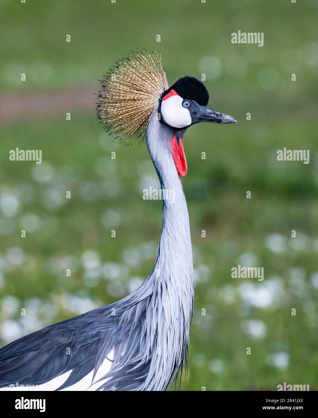 Une grue à couronne grise (Balearia regulorum) qui fourragent sur un champ d'herbe verte. Kenya, Afrique. Banque D'Images