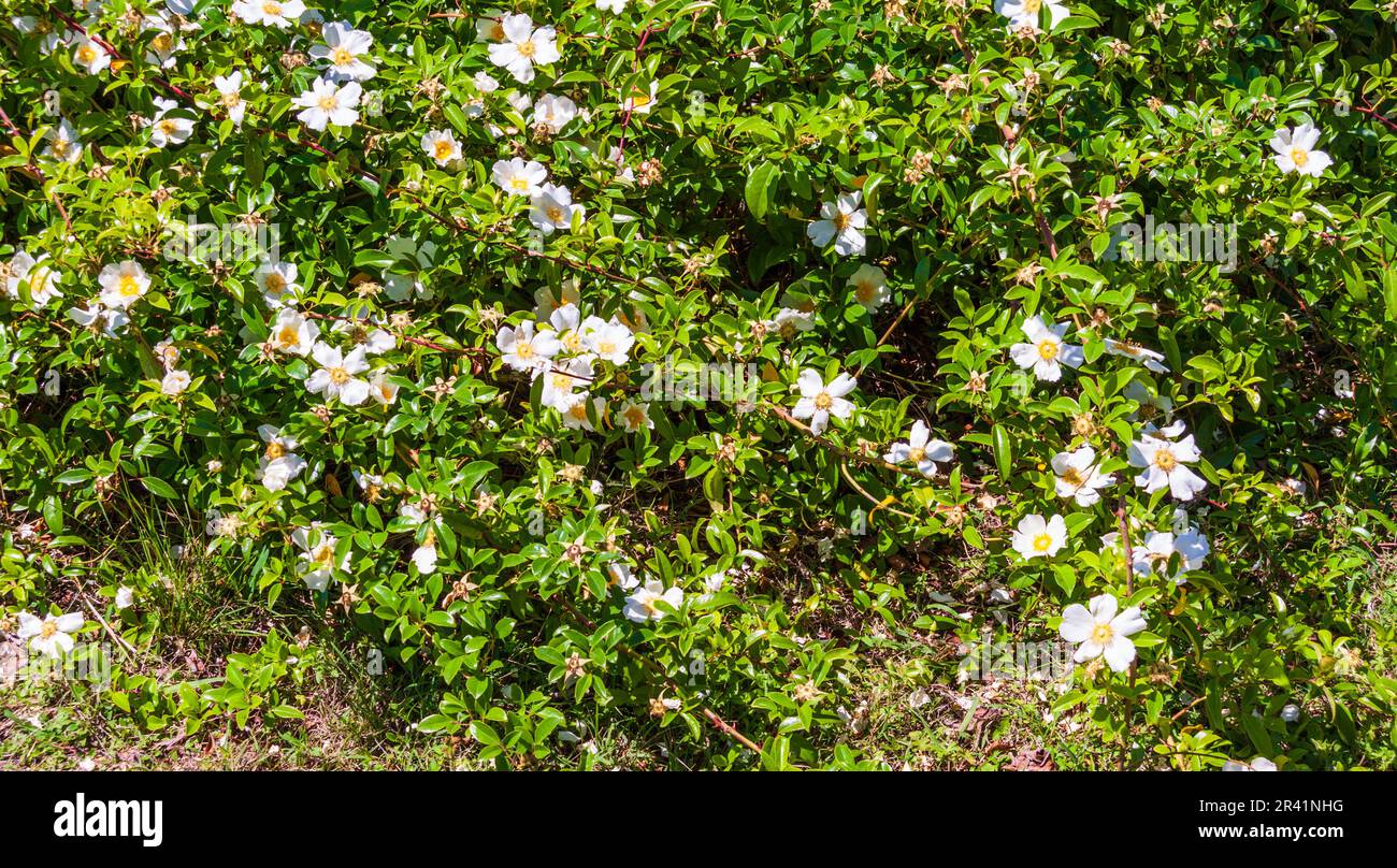 Cherokee Rose, Rosa laevigata, fleurit au printemps aux jardins de l'ancien Rose Emporium près d'Independence, Texas. Banque D'Images