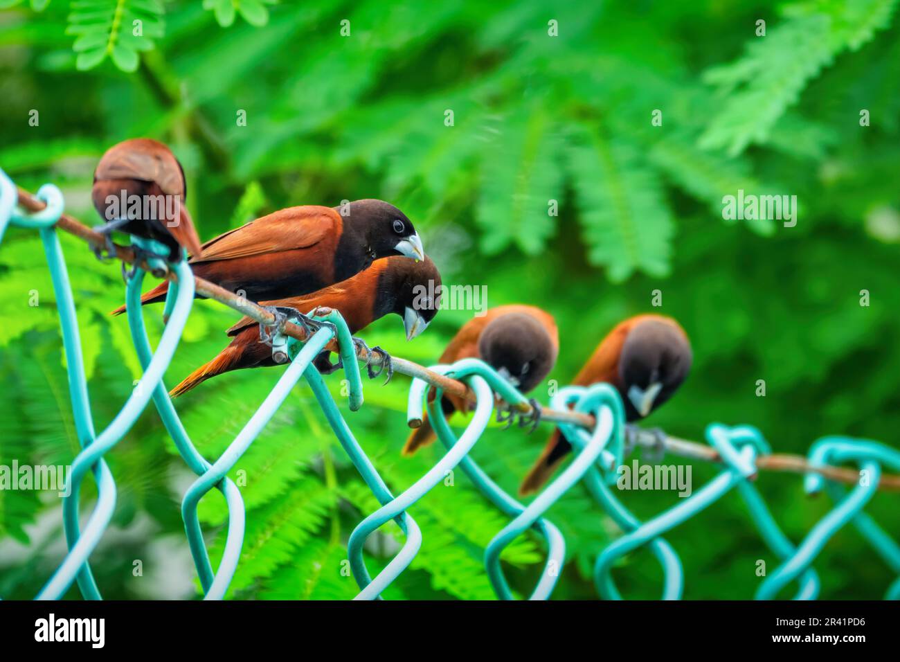 Les oiseaux de la munie de châtaignier (Lonchura atricapilla) aux Palaos, en Micronésie, en Océanie. Banque D'Images