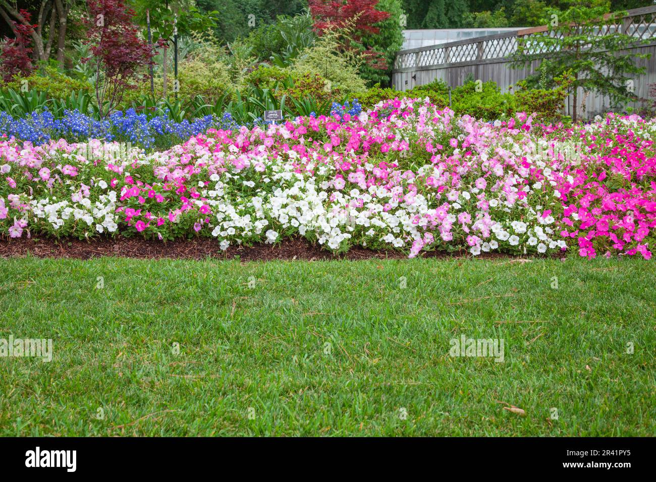 Pétunias, pétunia x hybrida « WAVE EASY PINK MARBLE MIX », à l'arboretum Mercer et aux jardins botaniques de humble, Texas. Banque D'Images