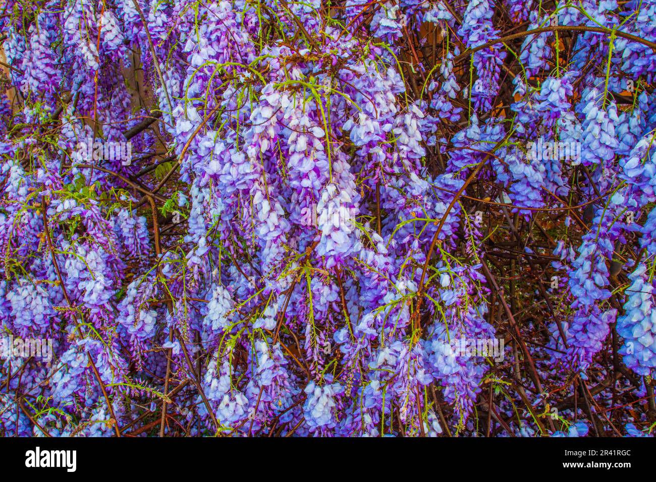 Wisteria, Wisteria sp., le long d'une clôture dans un quartier de Spring, Texas. La wisteria est un genre de plantes à fleurs de la famille des pois, les Fabaceae. Banque D'Images