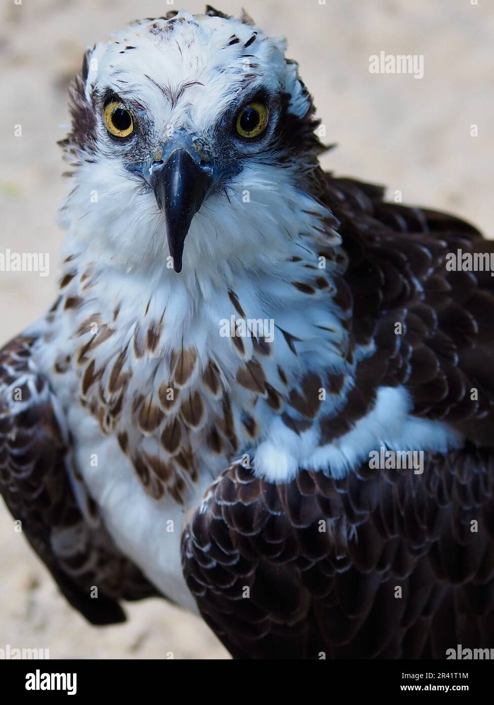 Magnifique Osprey de l'est avec des yeux jaune vif et un plumage spectaculaire. Banque D'Images