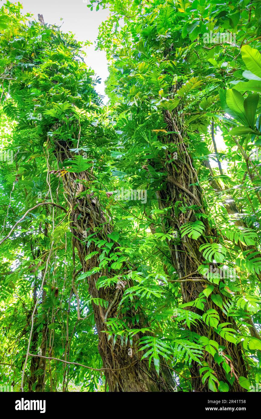 Arbres dans une forêt tropicale dans les îles Rock à Palau, Micronésie, Océanie. Banque D'Images