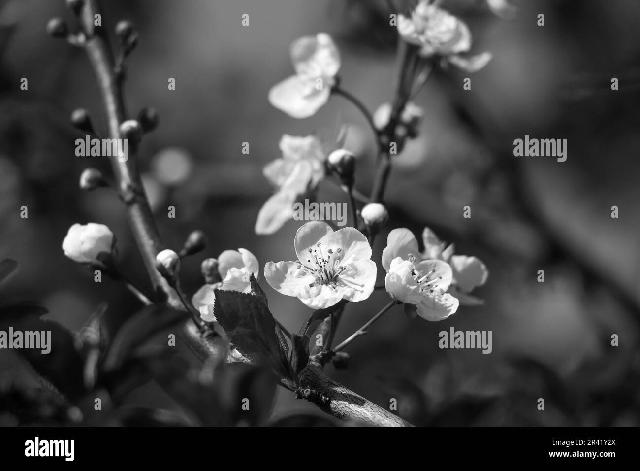 Fleurs de fleurs noires et blanches sur la branche d'arbre au printemps Banque D'Images